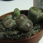 Collecion de Lauthom