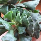 Collecion de Lauthom