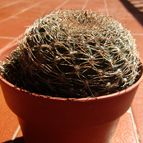 Collecion de Lauthom