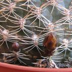 Collecion de Lauthom