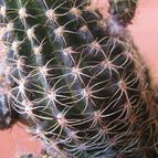 Collecion de Lauthom