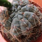 Collecion de Lauthom