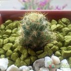 Collecion de Lauthom