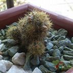 Collecion de Lauthom