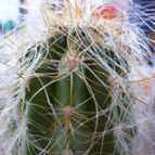Collecion de Lauthom