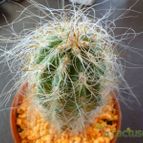 Collecion de Lauthom