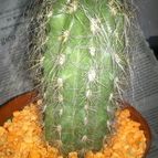 Collecion de Lauthom