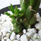 Collecion de Lauthom