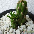 Collecion de Lauthom
