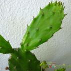 Collecion de Lauthom