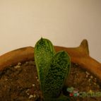Collecion de Lazaro
