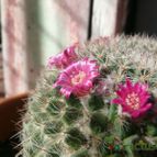 Collecion de Lazaro