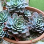 Collecion de Lazaro