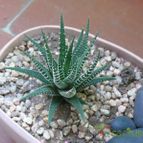 Collecion de Lazaro