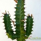 Collecion de Lazaro