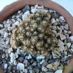 Collecion de Lazaro