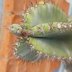 Collecion de Leandro9578