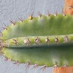 Collecion de Leandro9578