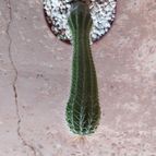 Collecion de Leandro9578