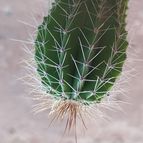 Collecion de Leandro9578