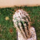 Pilosocereus leucocephalus