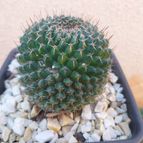 Mammillaria mystax