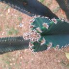 Collecion de Leandro9578