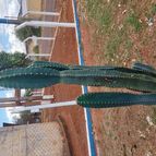 Collecion de Leandro9578