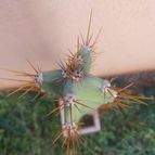 Collecion de Leandro9578