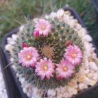Mammillaria spinosissima fma. unpico