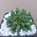 Mammillaria longimamma