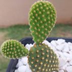 Opuntia microdasys subsp. microdasys