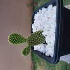 Collecion de Leandro9578