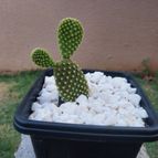 Opuntia microdasys subsp. microdasys