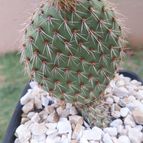 Opuntia pycnantha