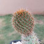 Opuntia pycnantha