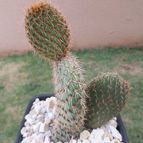 Opuntia pycnantha