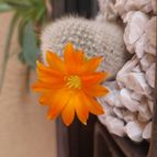 Collecion de Leandro9578