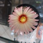 Astrophytum asterias