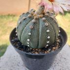 Astrophytum asterias