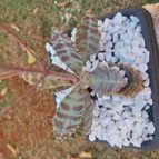 Collecion de Leandro9578