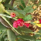 Collecion de Leandro9578