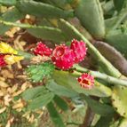 Fotografía tomada por Leandro9578