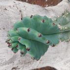 Collecion de Leandro9578