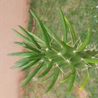 Collecion de Leandro9578