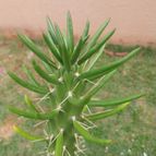 Austrocylindropuntia subulata