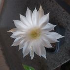 Collecion de Leandro9578