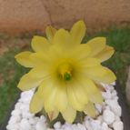 Collecion de Leandro9578