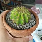 Collecion de Leandrojdvr
