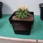Echinocactus grusoni